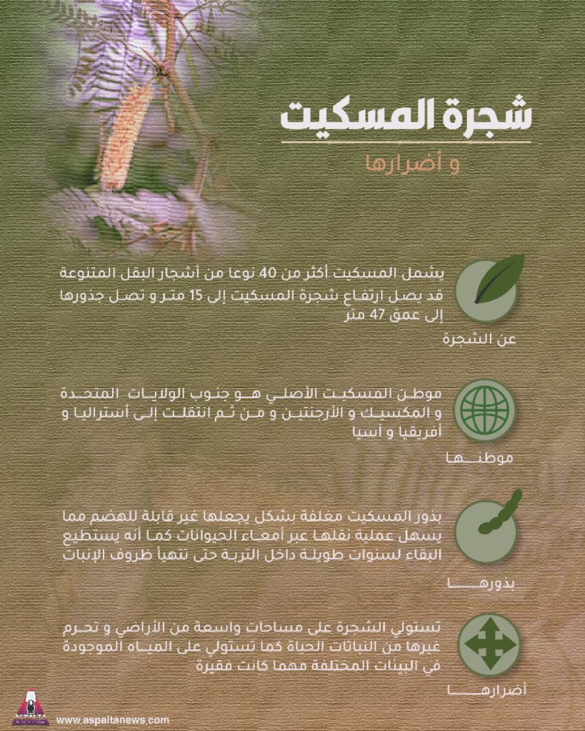 المسكيت يستولي سنويا على المزيد من الأراضي