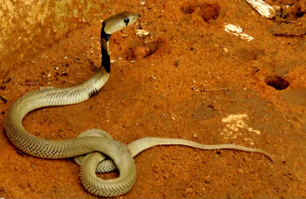 الزراعة في السودان