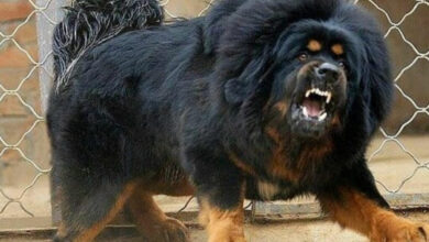 درواس التبت ، كلب ماستيف