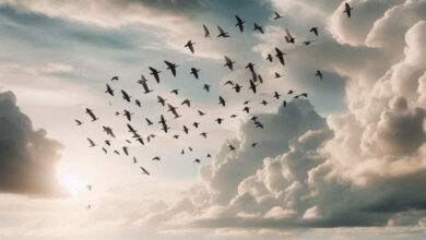 توقعات الطقس الأسبوعية في السودان