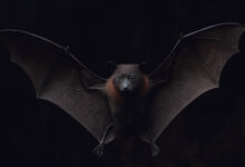 فيروس ماربورج