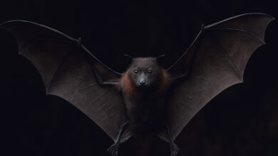 فيروس ماربورج