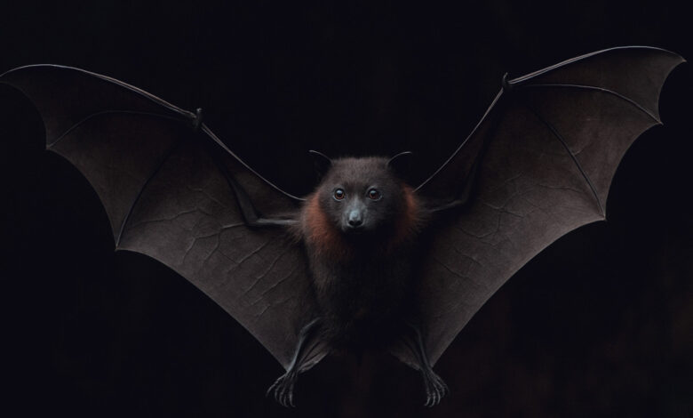 فيروس ماربورج