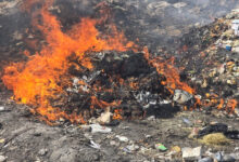 الكتاكيت المهربة إلى السودان