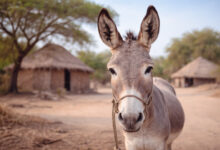 بلدية القضارف