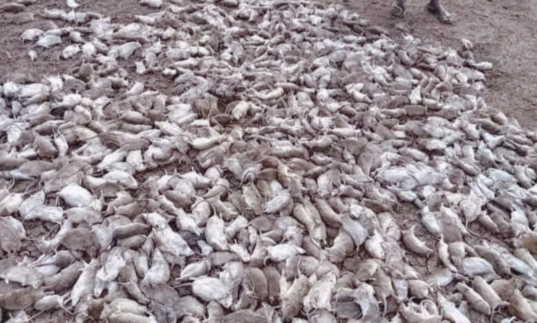 ظاهرة نفوق الفئران