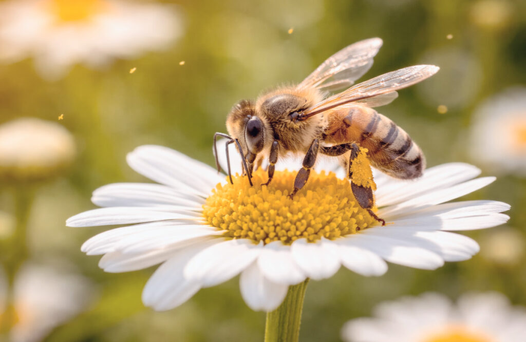 منتجات النحل