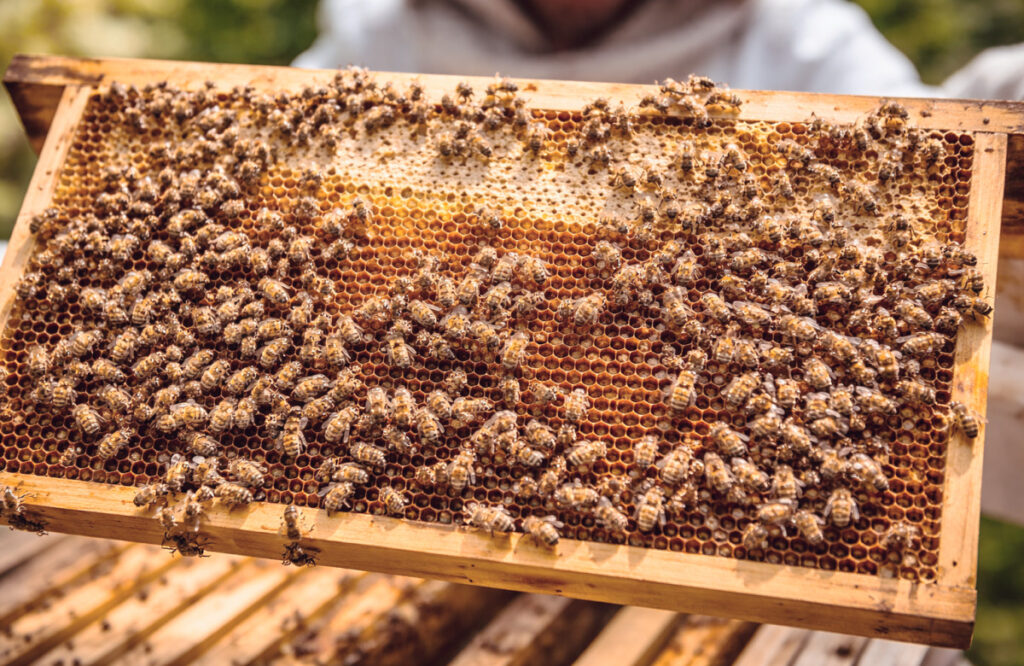 منتجات النحل