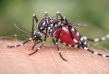 حمى الضنك بالولاية الشمالية