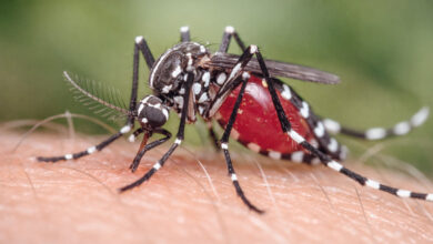 حمى الضنك بالولاية الشمالية