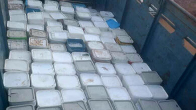 الجبن الفاسد