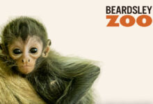 قردة من نوع العنكبوت