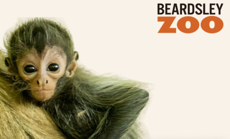 قردة من نوع العنكبوت