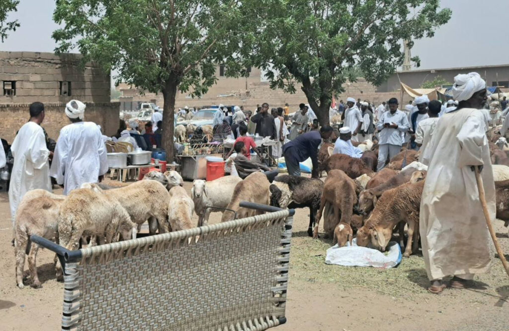 خراف الأضاحي في السودان
