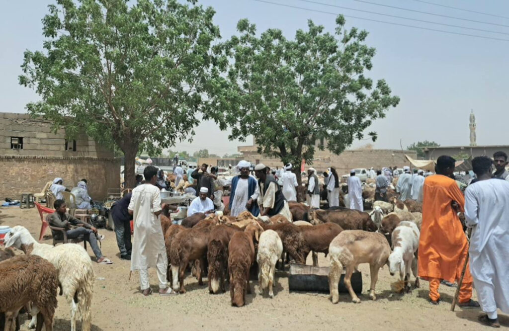 ارتفاع أسعار خراف الأضاحي في السودان