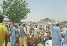 أسعار خراف الأضاحي في السودان