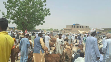 أسعار خراف الأضاحي في السودان