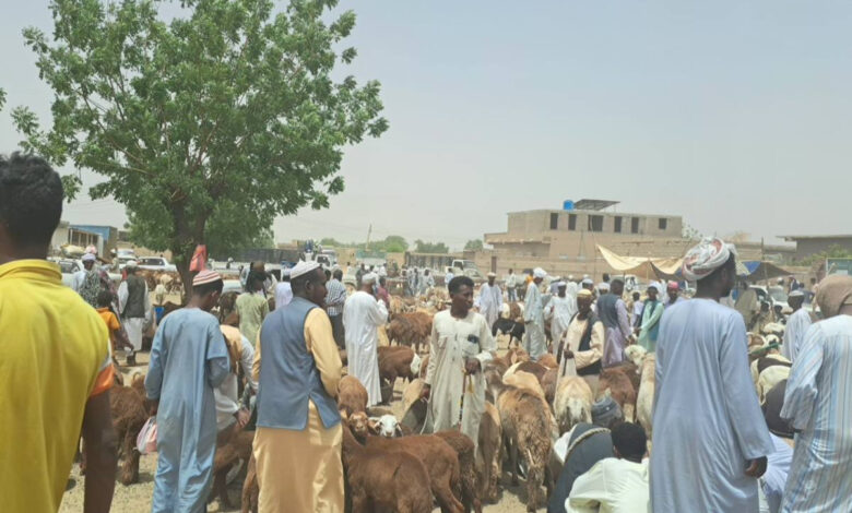 أسعار خراف الأضاحي في السودان