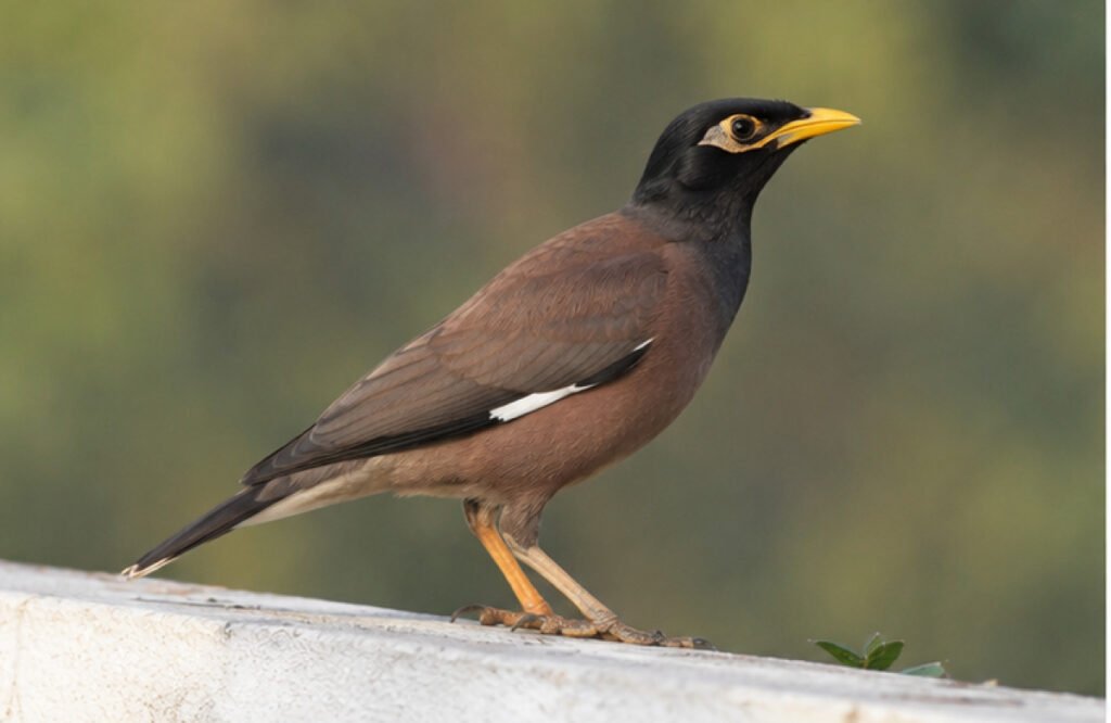 غزو طائر الماينا لمصر